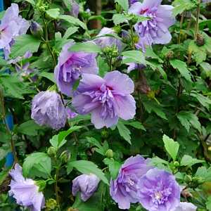 Hibiscus Lavender Chiffon